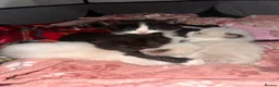 Ragdoll cats for sale: Stunning 3/4 Ragdolls Kittens - Advert 2