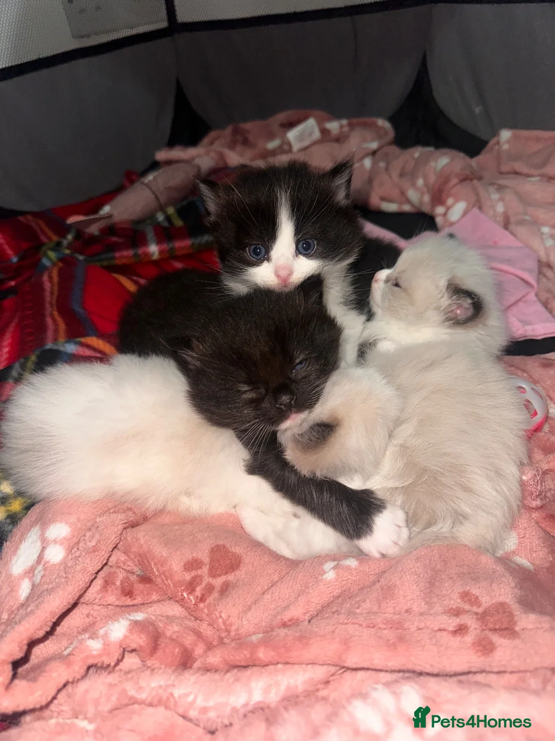 Ragdoll cats for sale: Stunning 3/4 Ragdolls Kittens - Advert 2