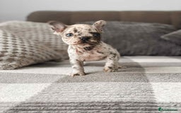 French Bulldog dogs for sale: French bulldog  - Image 6