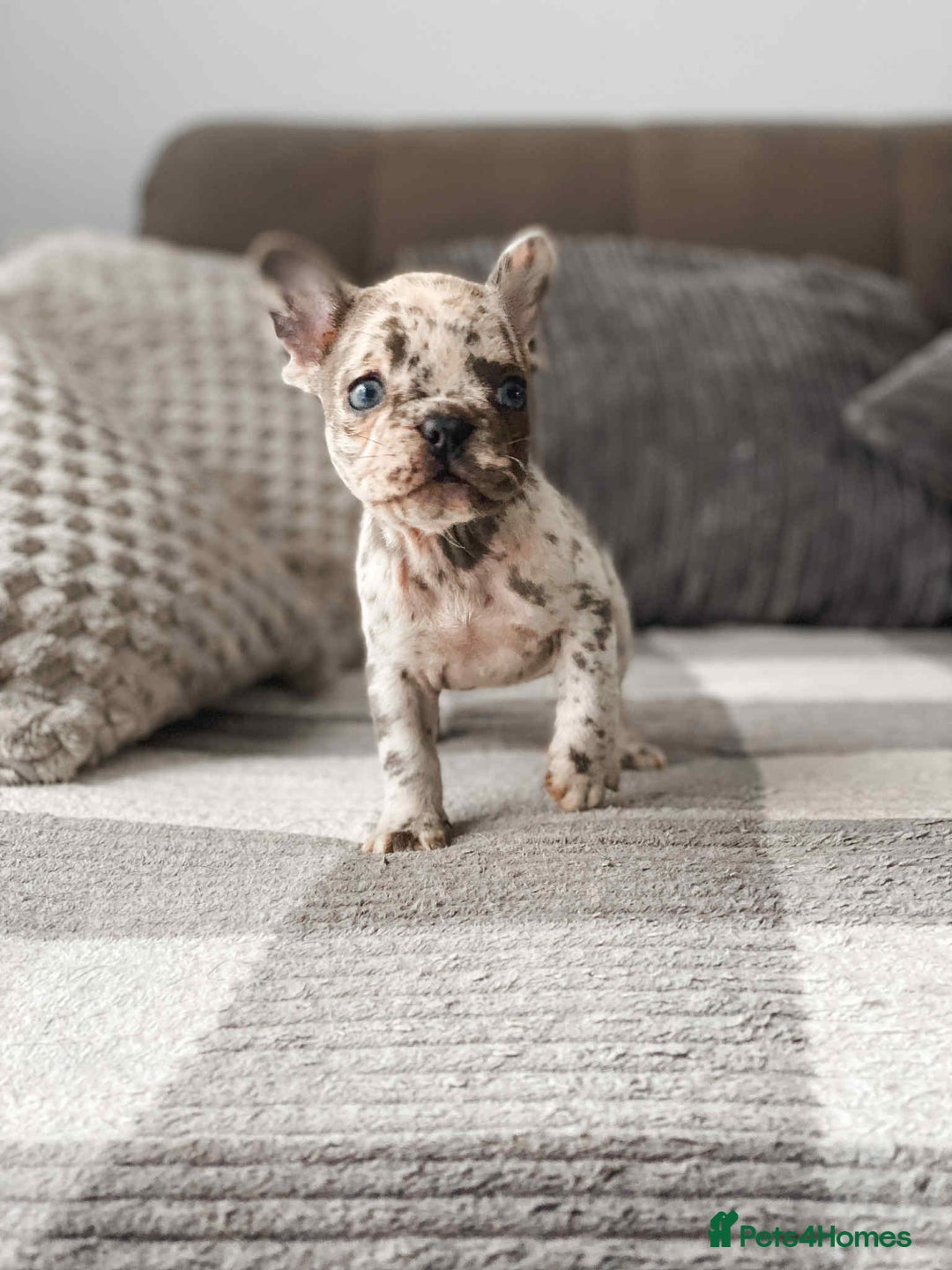 French Bulldog dogs for sale: French bulldog  - Image 6