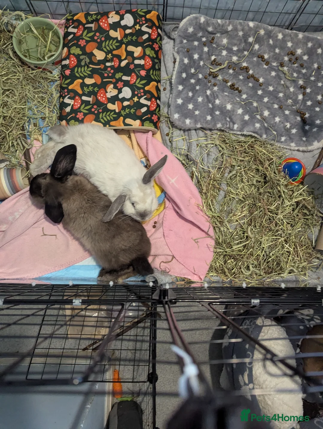 Mini Lop rabbits for sale: Needed to be rehome for their safety ash and cosmo - Advert 6