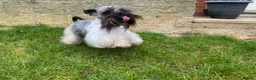 Miniature Schnauzer dogs for sale: KC black and white miniature schnauzer male - Advert 4