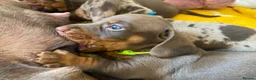 Miniature Dachshund dogs for sale: 🐶 READY NOW 🐶 - Advert 8