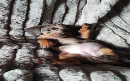 Miniature Dachshund dogs for sale: Miniature Dachshund 1 female left  - Image 2