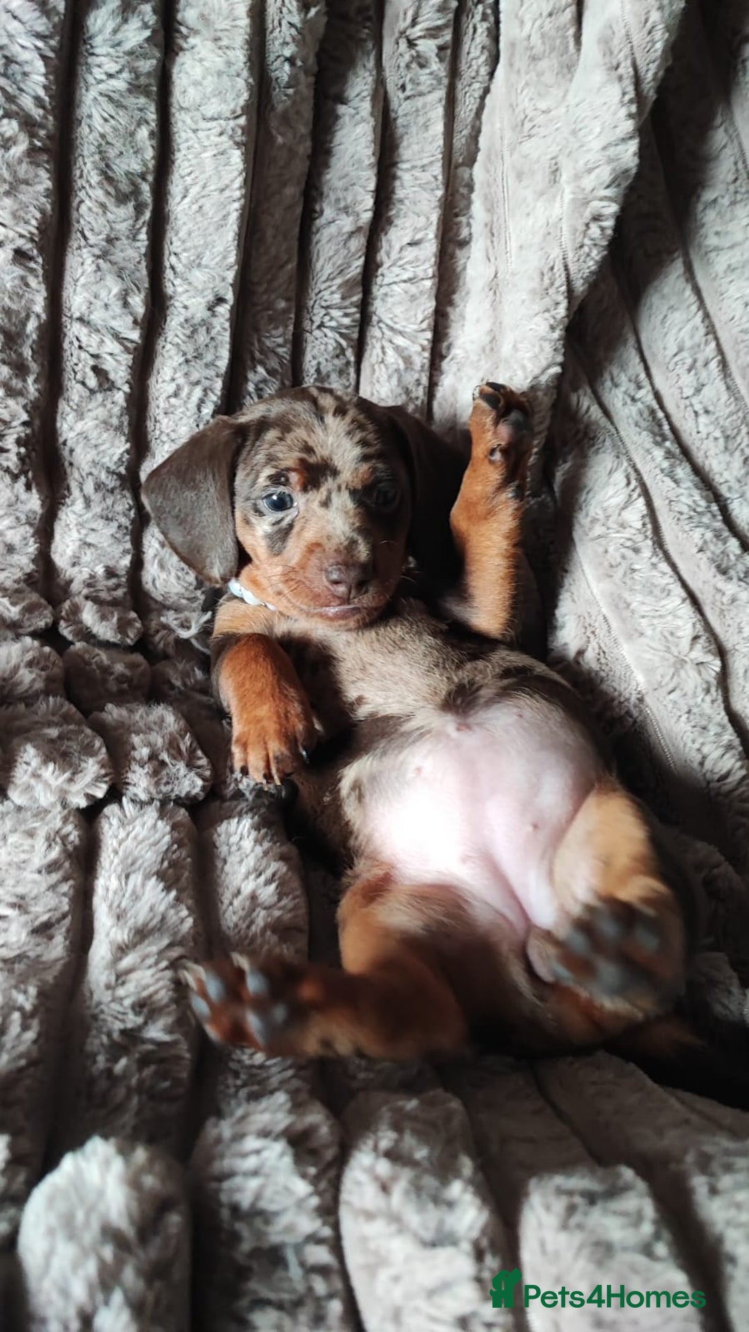 Miniature Dachshund dogs for sale: Miniature Dachshund 1 female left  - Image 2
