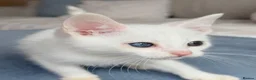 Turkish Angora cats for sale: 🐾 Unique Turkish Angora x Bengal Mix Kittens 🐾 - Advert 7