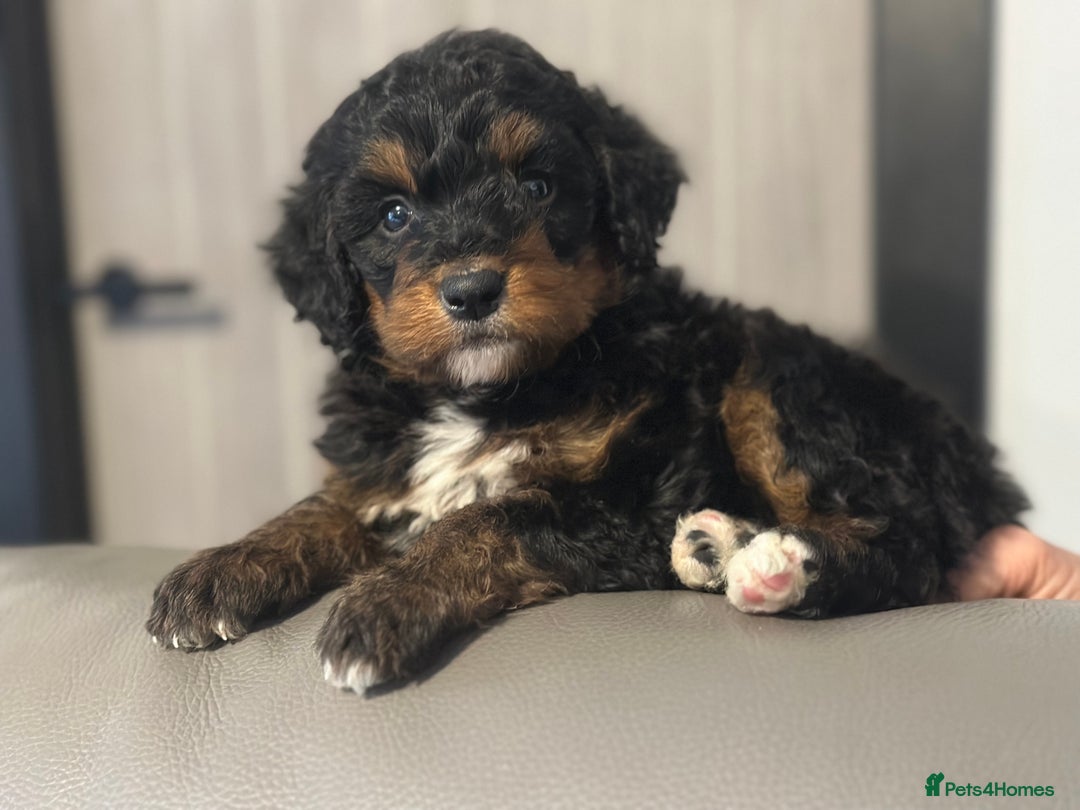 Bernedoodle dogs for sale: F1 BERNADOODLE BOYS AND GIRLS - Advert 1