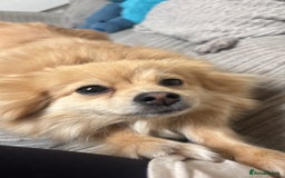 Pomeranian dogs for sale: Female Pomeranian  - Advert 1