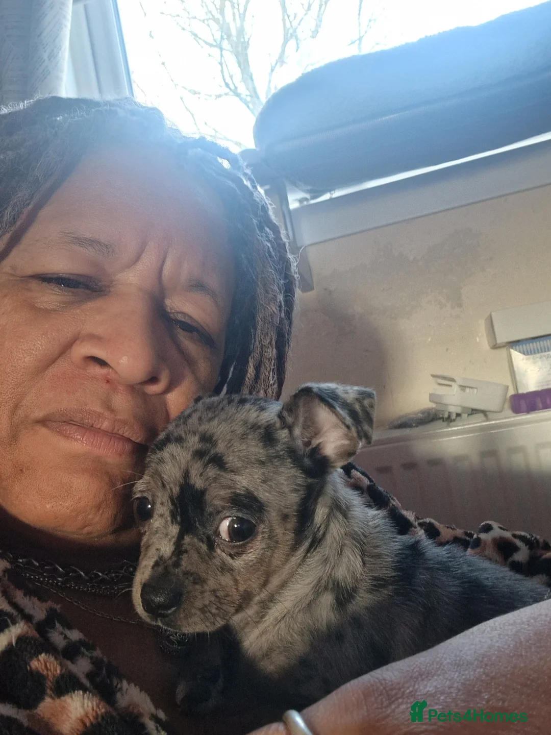 Chihuahua dogs for sale: Chihuahua  - Advert 5