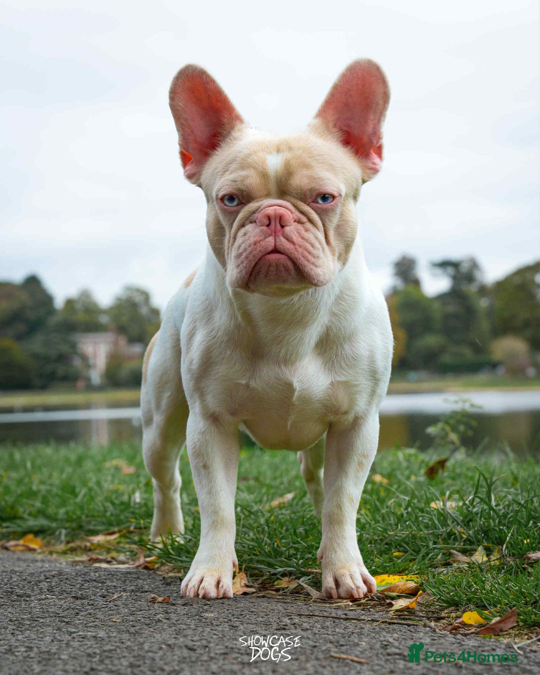 French Bulldog dogs for sale: 💕🐾 Stunning French bulldogs 🐾💕 - Advert 38