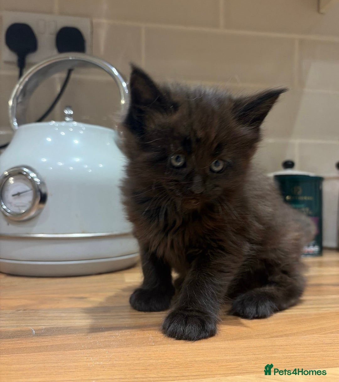 Maine Coon cats for sale: Maine coon babies 😻 - Advert 19