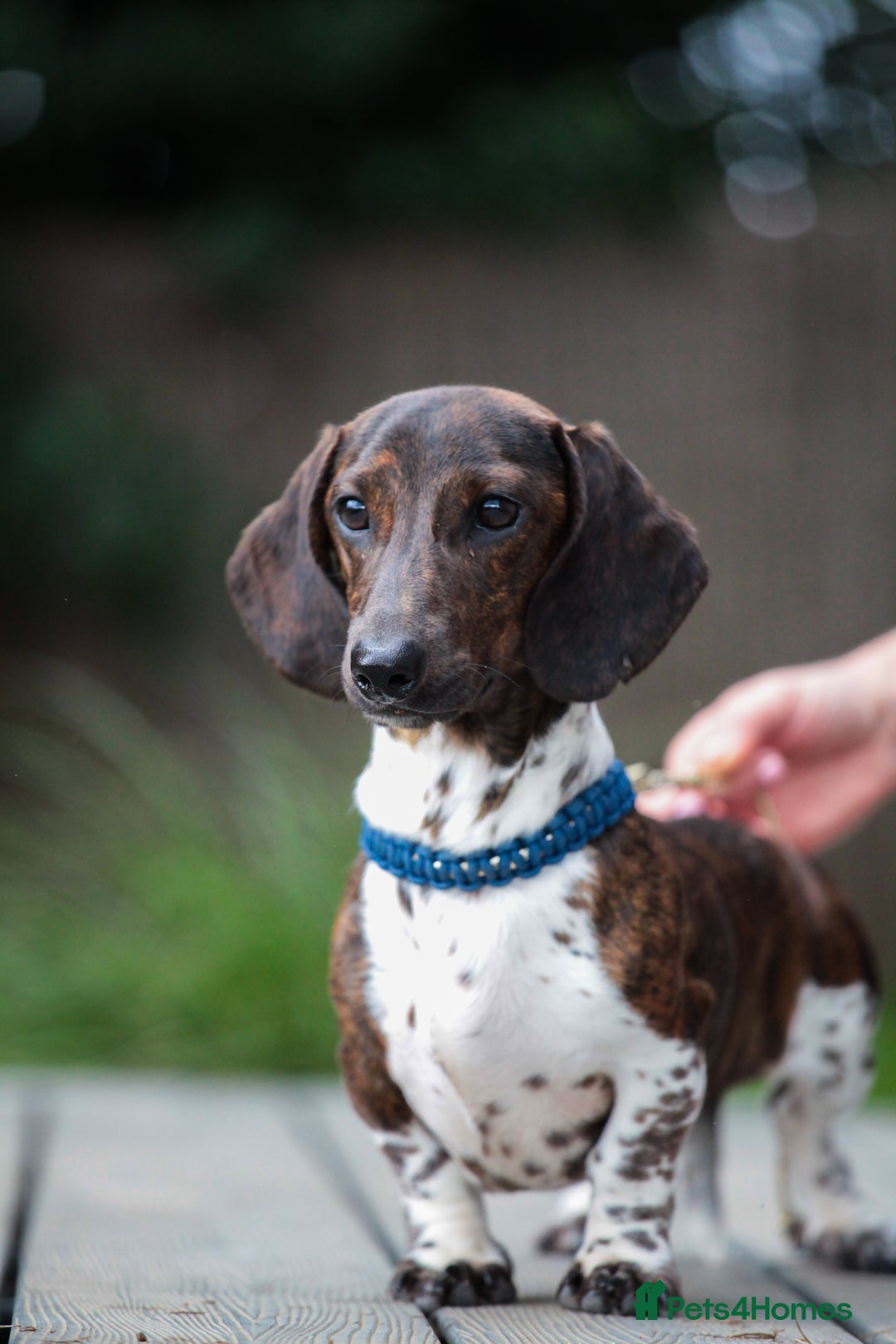 Miniature Dachshund dogs for sale: RUSSIAN PEDIGREE PIEBALD MINIATURE DACHSHUNDS - Advert 6