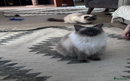 Ragdoll cats for sale: Gorgeous Ragdoll girls - Image 7