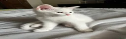 Mixed Breed cats for sale: 4 beautiful kittens 🐾 - Advert 20