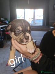 American Bully Puppy 9