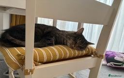 Maine Coon cats for sale: Maine Coon X - Image 5