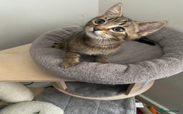 Scottish Fold cats for sale: Scottish Cross - Image 8