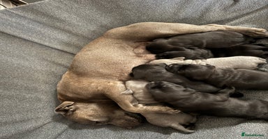 Staffordshire Bull Terrier dogs - Advert 5