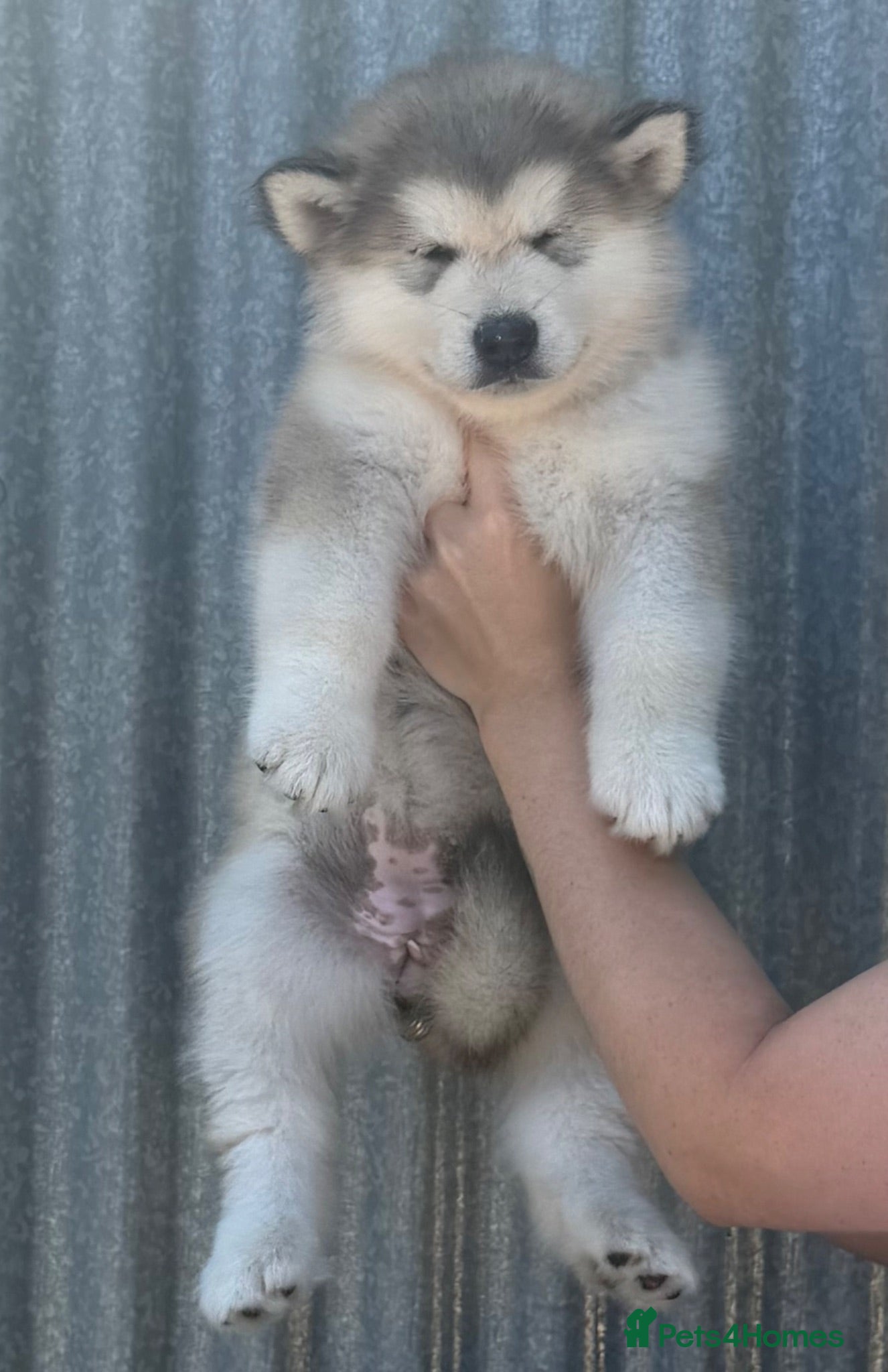 Alaskan Malamute dogs KC Registered Puppy - Advert 4