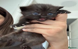 Mixed Breed cats for sale: Mixed , British short hair - Image 2