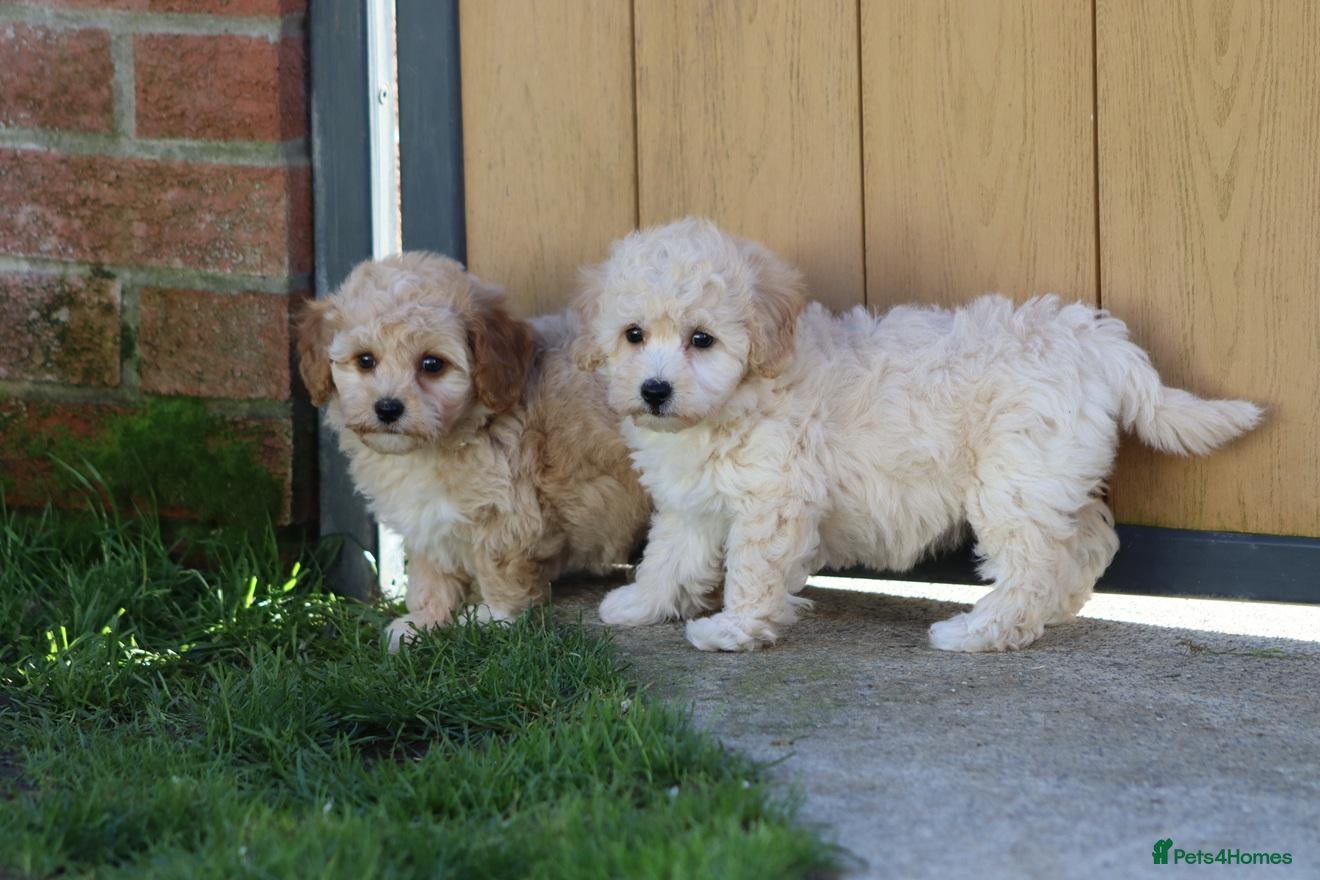 Cavapoochon dogs Beautiful Cavapoochon puppies for sale - Advert 1