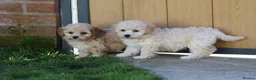 Cavapoochon dogs for sale: Beautiful Cavapoochon puppies for sale - Advert 1