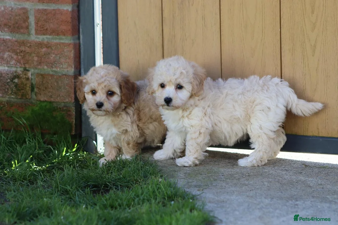 Cavapoochon dogs for sale: Beautiful Cavapoochon puppies for sale - Advert 1