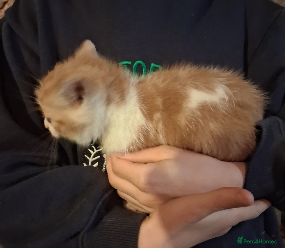 Mixed Breed cats for sale: Beautiful ginger and white kittens 5* homes  - Image 4
