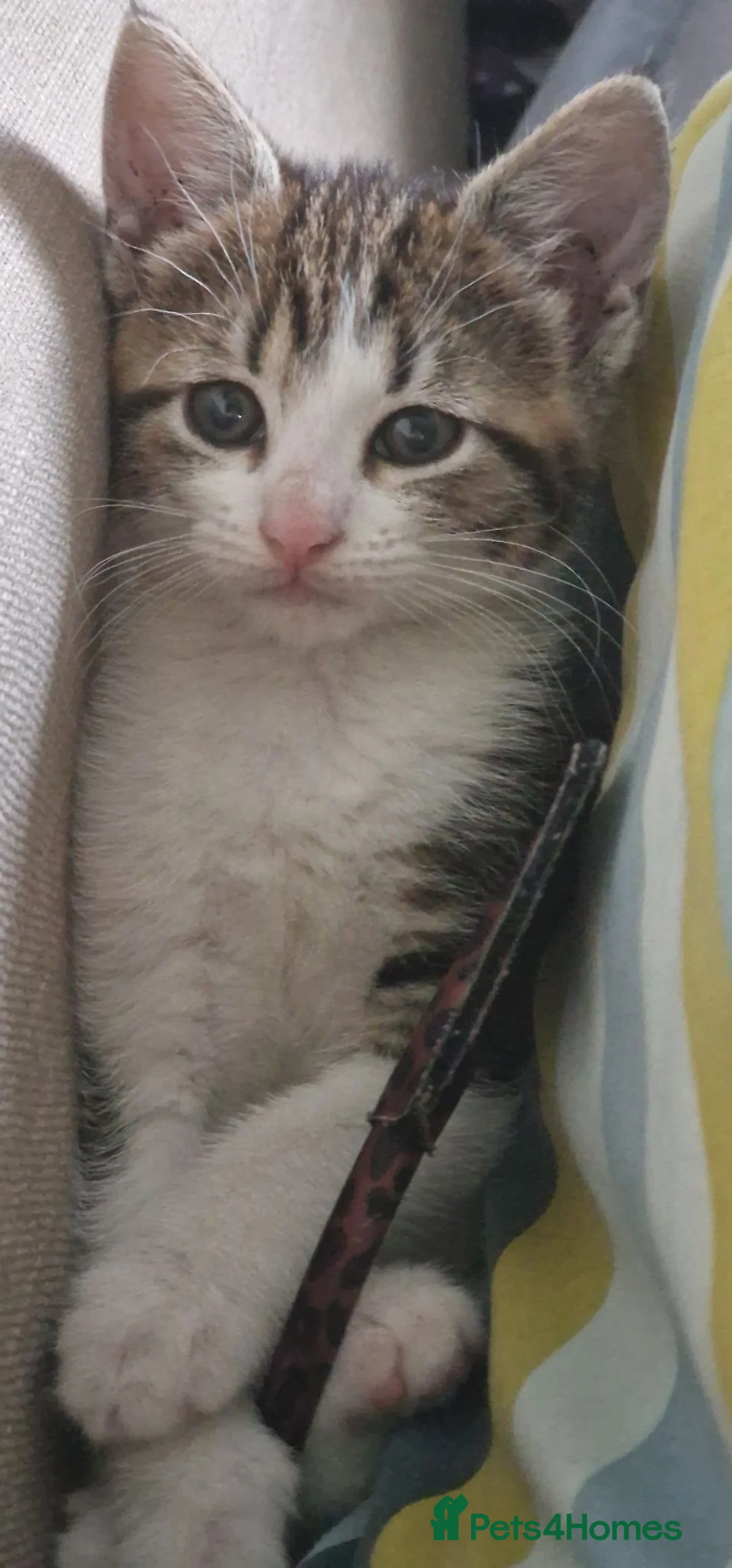 Mixed Breed cats for sale: Two gorgeous kittens looking for homes in Frome - Advert 2