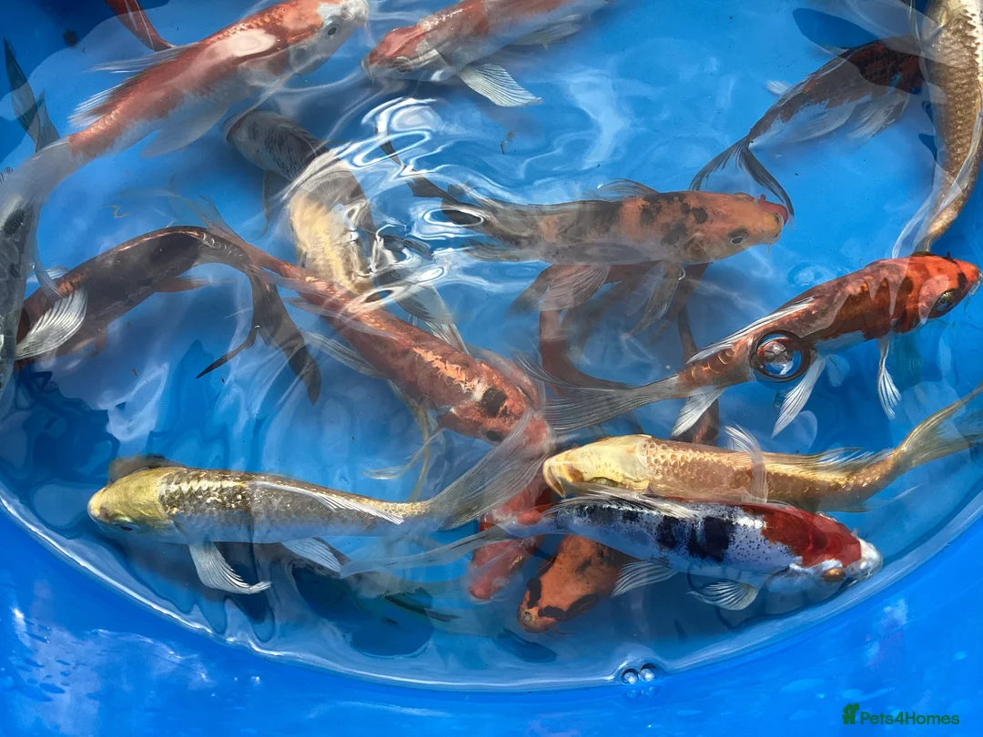Koi Carp fish for sale: Large Selection of Koi and Butterfly Koi Carp - Advert 2
