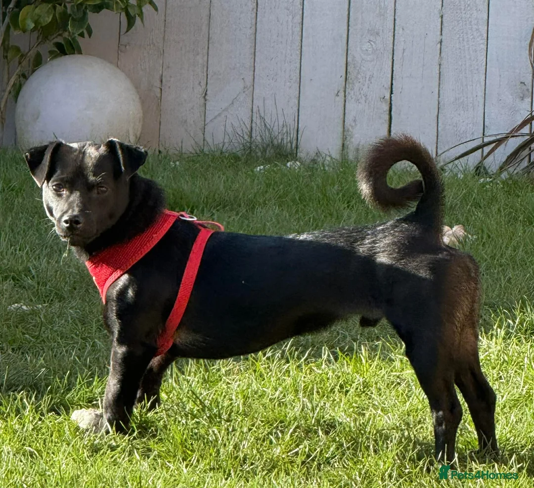 Mixed Breed dogs for adoption: Kuro  - Advert 2