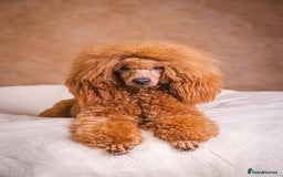 Cockapoo dogs for sale: Cockapoo puppies F1B - Image 24
