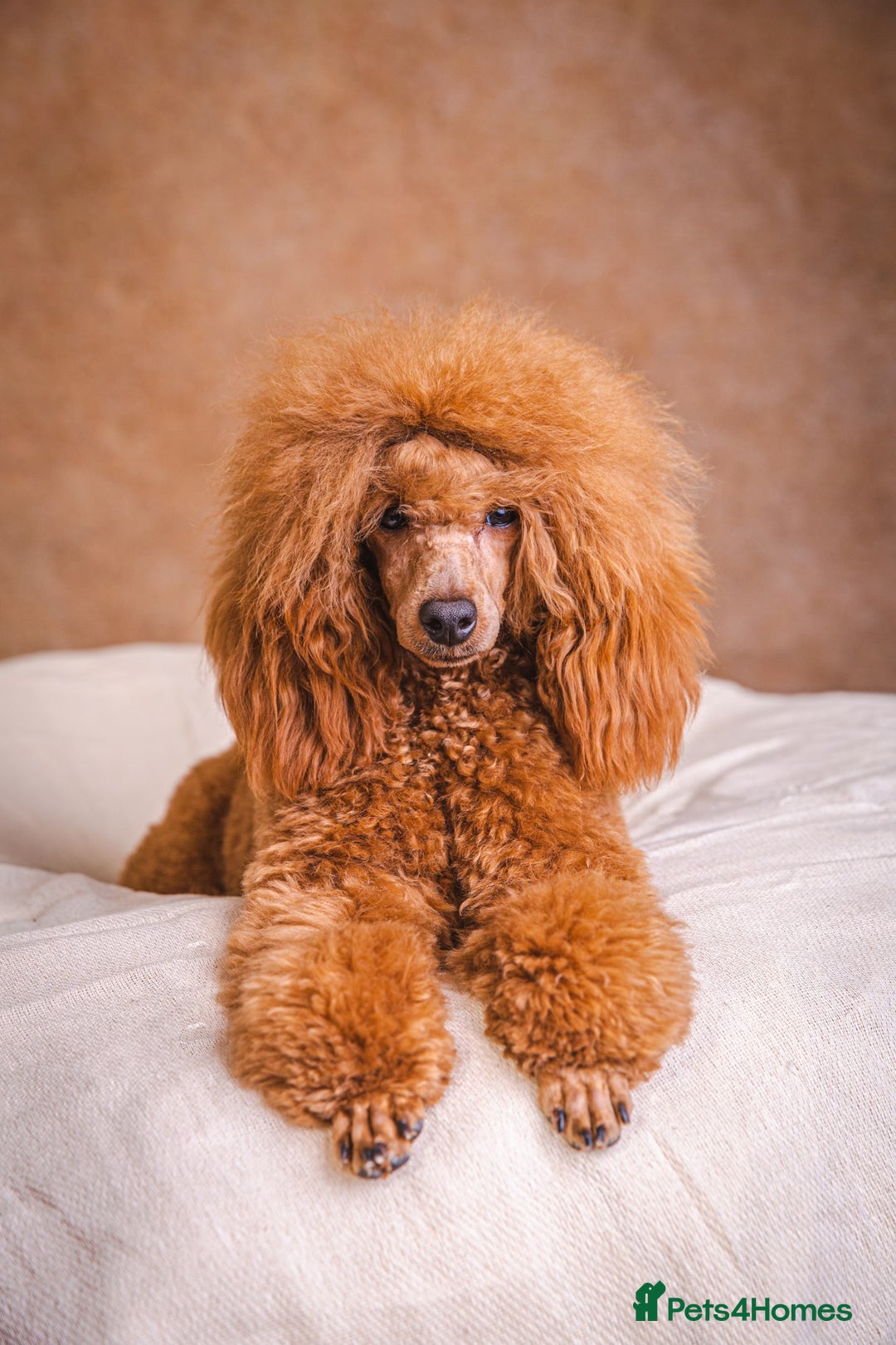 Cockapoo dogs for sale: Cockapoo puppies F1B - Image 24