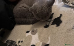 British Shorthair cats for sale: British short hair  - Advert 11