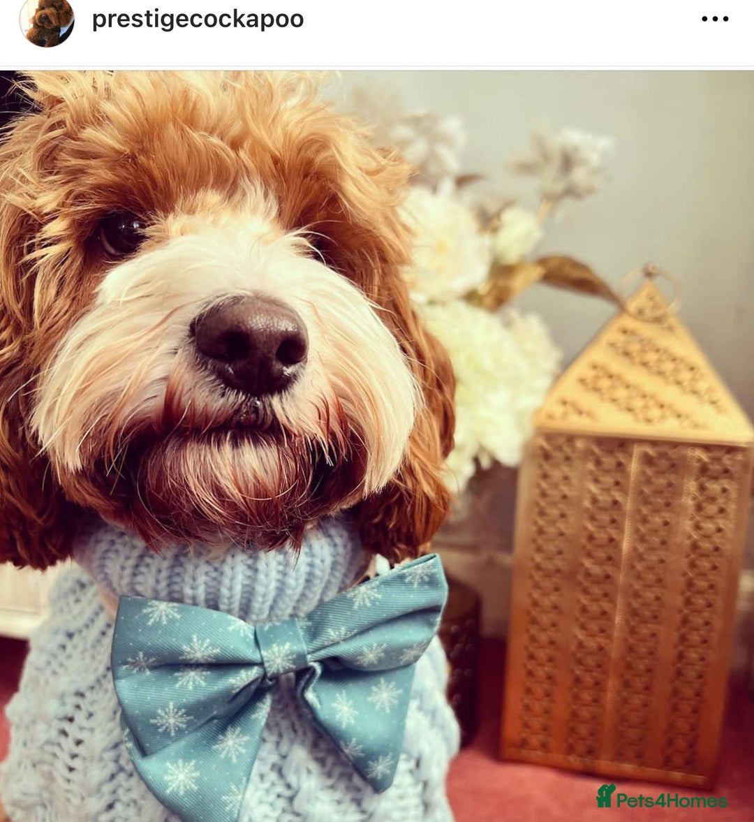Cavapoo dogs for sale: Extensively Heslth Tested Cavapoo puppies  - Image 30