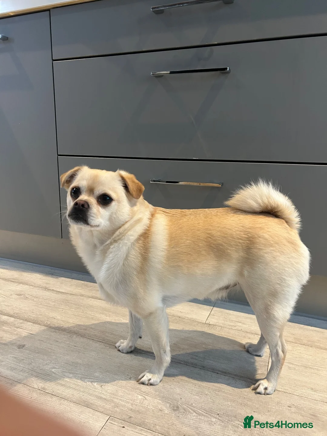 Mixed Breed dogs for sale: 3-Year-Old Pug × Pomeranian Male Dog in Snodland - Advert 1
