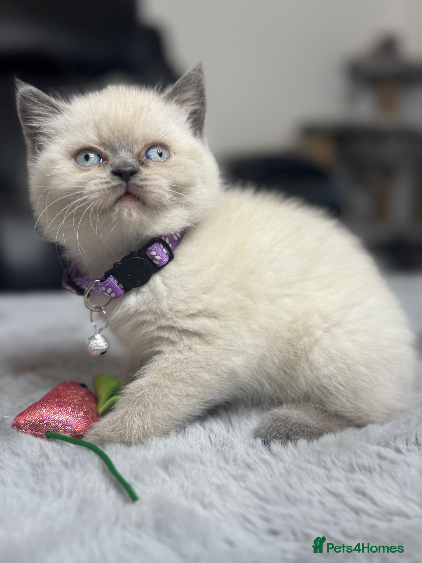 British Shorthair cats for sale: 5 Stunning Bsh Kittens  - Advert 2