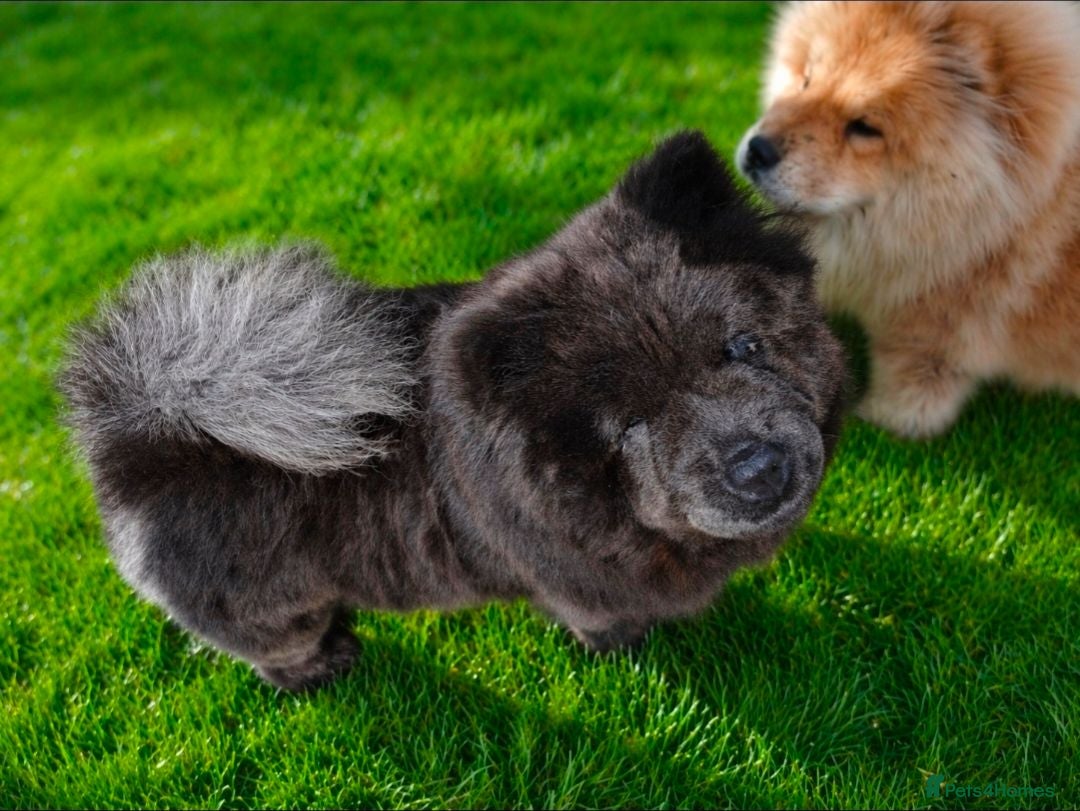 Chow Chow dogs 10 week old chow chows  - Advert 2