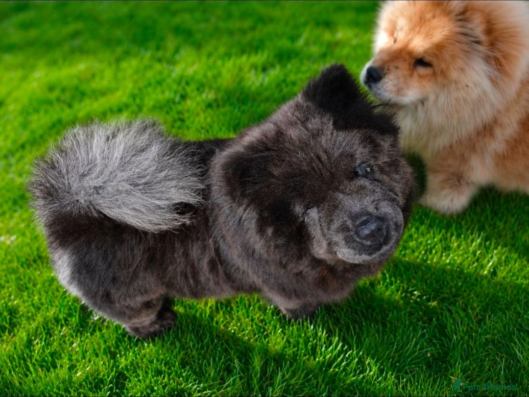 Chow Chow dogs for sale: 10 week old chow chows  - Advert 1