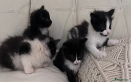 Mixed Breed cats for sale: 4 black + white mixed kittens - Image 5