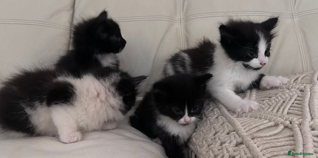 Mixed Breed cats for sale: 4 black + white mixed kittens - Image 5