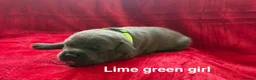 Staffordshire Bull Terrier dogs for sale: 8 stunning Stafford bull terrier puppies - Advert 33
