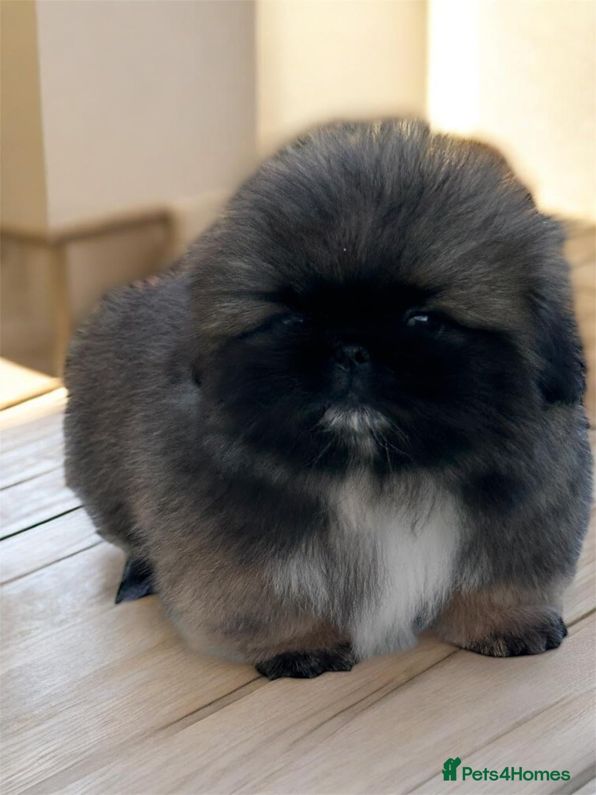 Pekingese dogs Pekingese puppies  - Advert 8