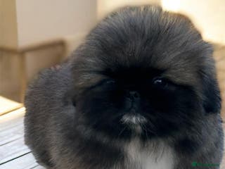 Pekingese dogs Pekingese puppies - Advert 8