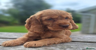 Cocker Spaniel dogs - Advert 20