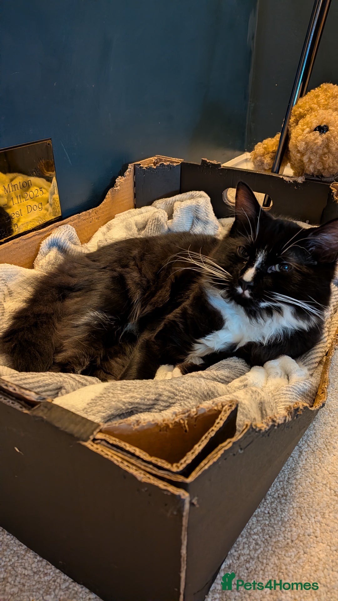 Ragdoll cats for sale: Part ragdoll boy needs rehoming  - Advert 3