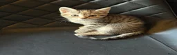 Mixed Breed cats for sale: Kittens for sale  - Advert 3