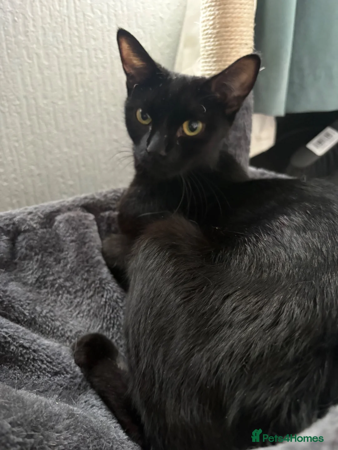 Domestic Shorthair cats for sale: 4 stunning babies  - Advert 1
