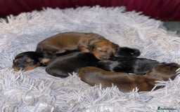 Miniature Dachshund dogs for stud: Miniature long hair(crufts qualified for life) in Bridge of Weir - Image 16