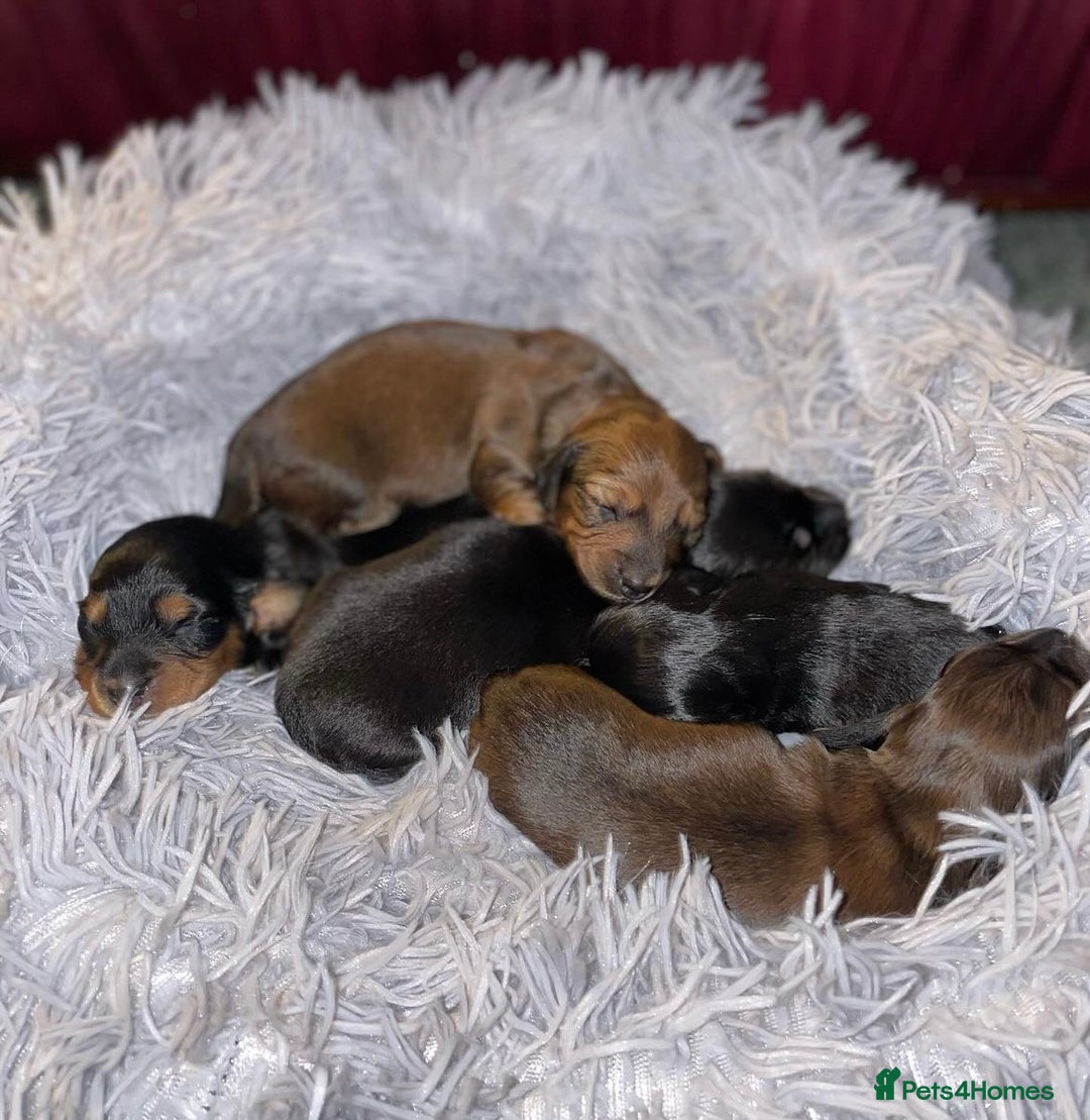 Miniature Dachshund dogs for stud: Miniature long hair(crufts qualified for life) in Bridge of Weir - Image 16